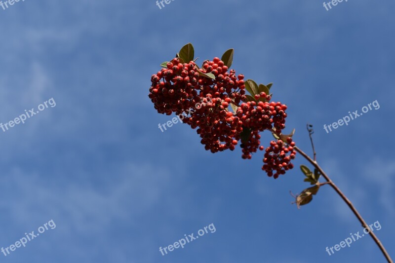 Red Berries Cotoneaster Plants Shrubs Nature