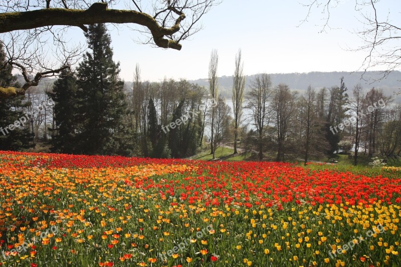 Spring Flowers Tulips Flower Petals