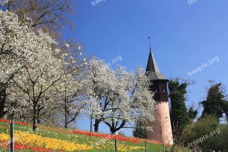 Spring Flowers Tulips Flower Petals