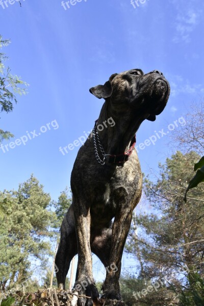 Cane Corso Dog Animals Mastiff Free Photos