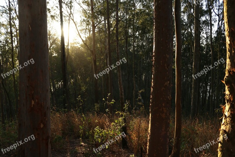 Forest Tree Sky Nature Landscape