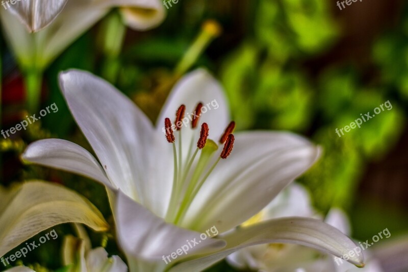 Lily Cute Flower Flower Beauty Nature