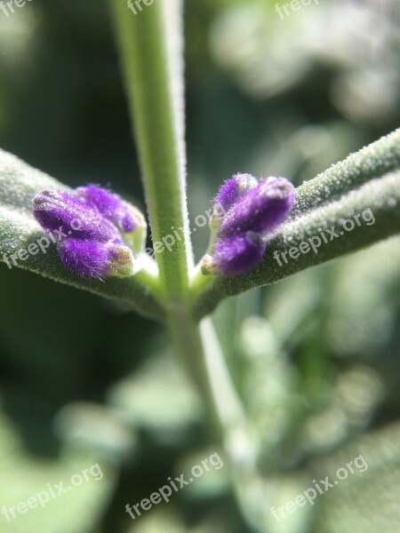 Rosemary Flower Bud Herb Blossom