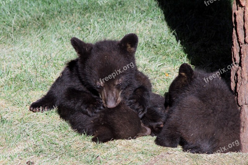 Bear Cubs Black Arizona Nature