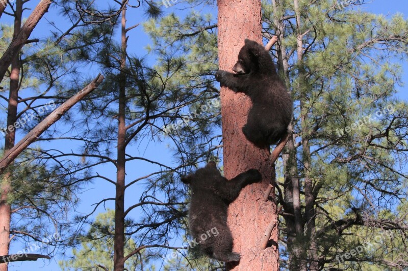 Arizona Bears Cubs Mountain Wood