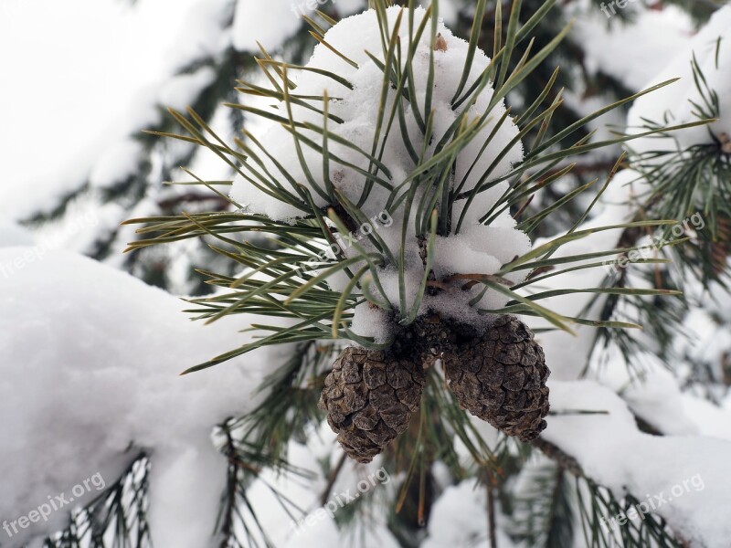 Pine Cone Pine Nature Christmas Evergreen