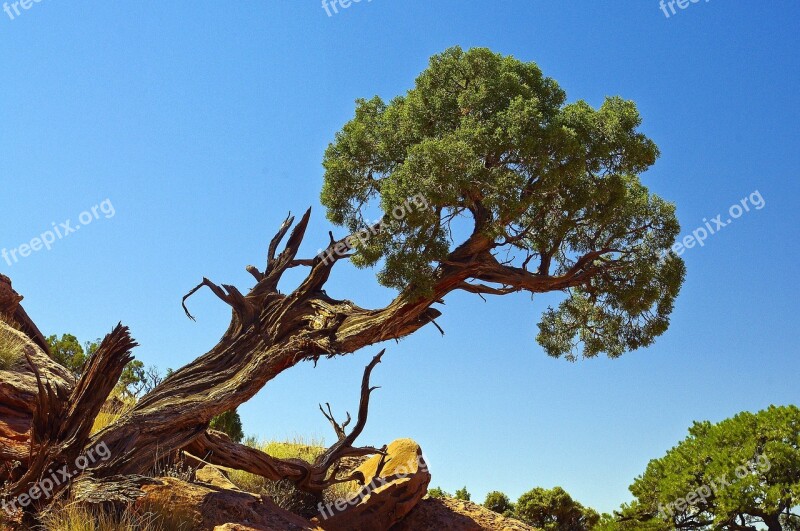 Leaning Gnarled Utah Juniper Juniper Gnarled Canyonlands National