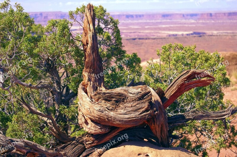 Large Live Gnarled Utah Juniper Juniper Gnarled Canyonlands National