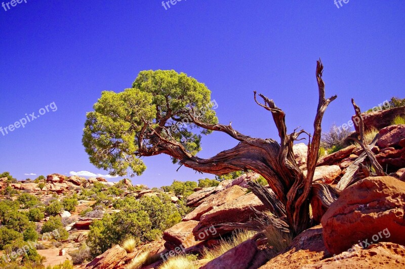 Large Gnarled Utah Juniper Juniper Gnarled Canyonlands National