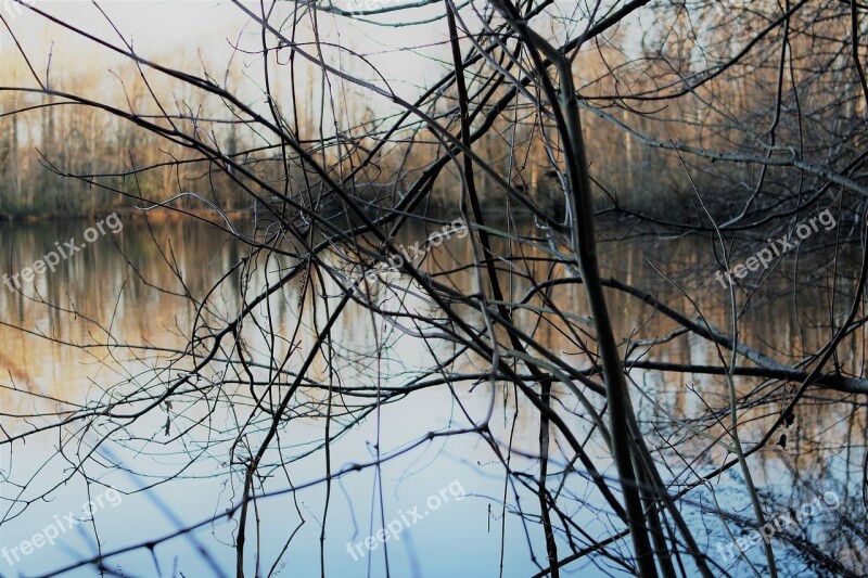 Pond Trees Woods Forest Limbs