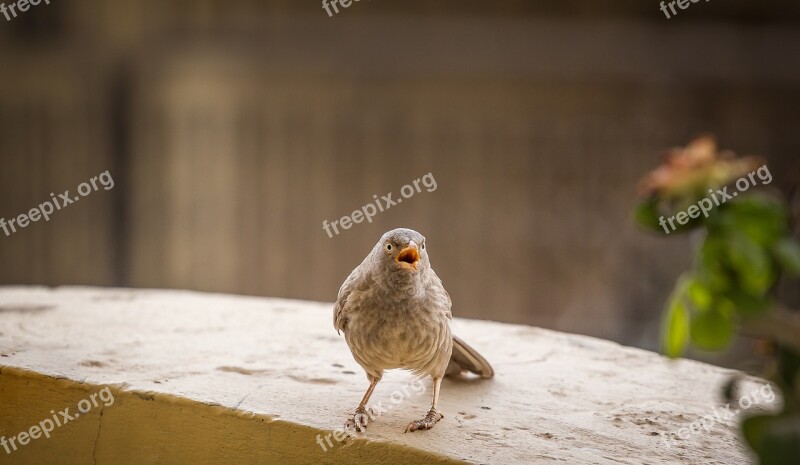 Eyes Animal Blue Beak Eye