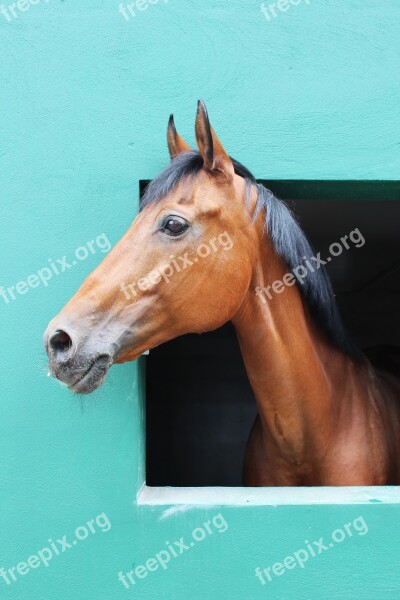 Horse Stable Equestrian Center Portugal Free Photos