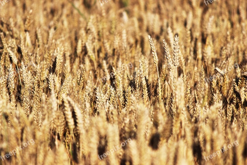 Grain Wheat Field Of Wheat Wheatfield Denmark