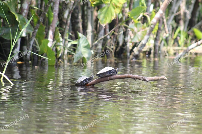 Turtles Amazon River Ecuador Landscape