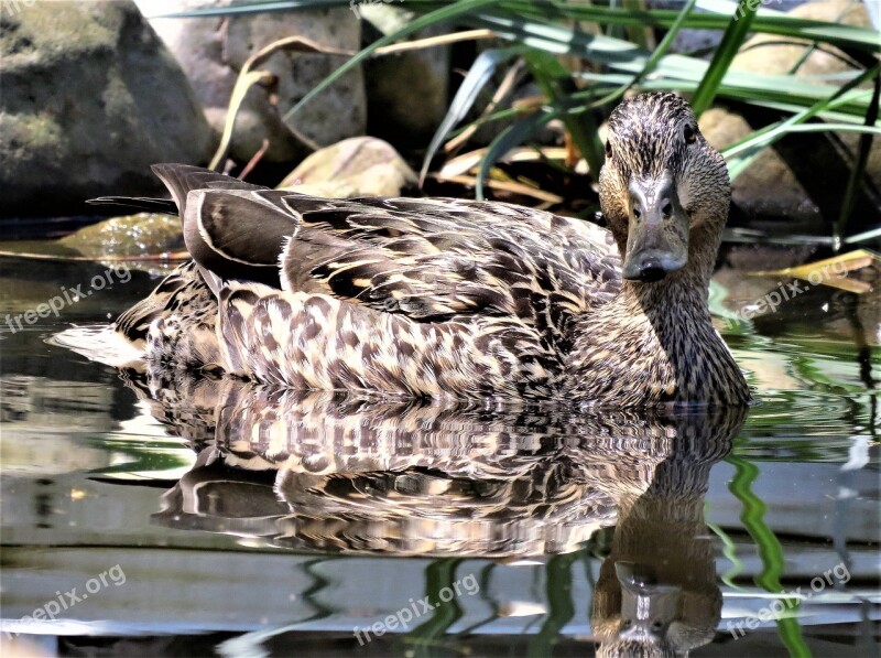 Mallard Duck Staring Curious Mallard Duck Mallard Female