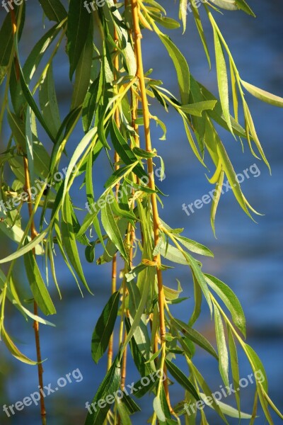 River Willow Sunset Free Photos