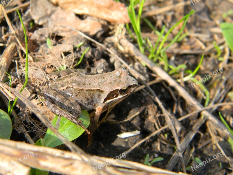 Frog Mimicry Nature Animal Summer