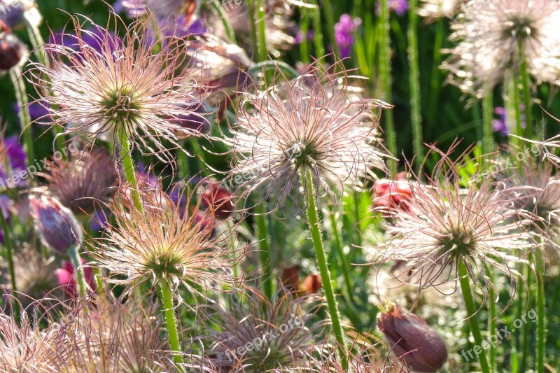 Flower Keto Evening Sunset Garden