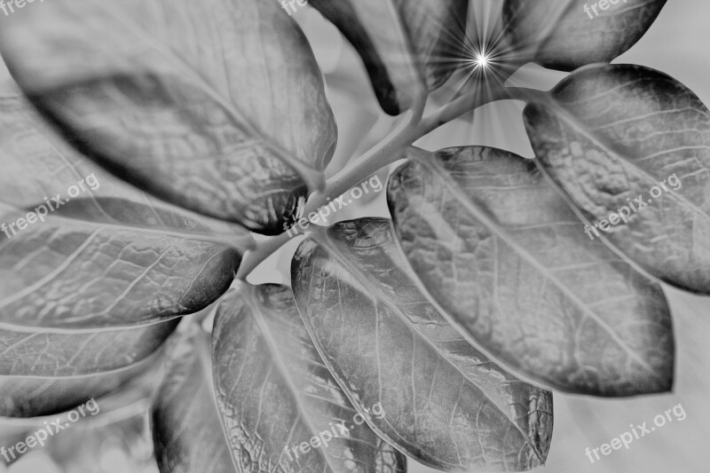 Plant Ray Of Light Leaves Lighting Black And White