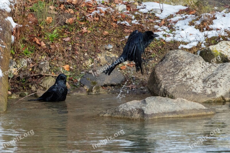 Crow Swim Flying Bird Corvidae