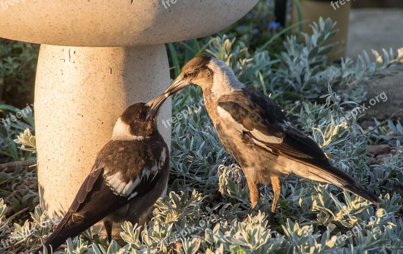 Magpies Australian Magpies Cracticus Tibicen Mother Chick