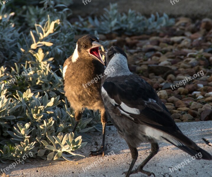 Magpies Australian Magpies Cracticus Tibicen Mother Chick