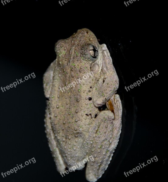 Emerald Spotted Tree Frog Webbed Feet Window Glass Black