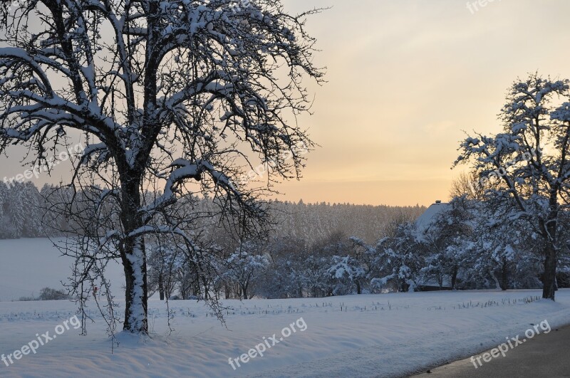 Sunset Tree Wintry Black Forest Free Photos