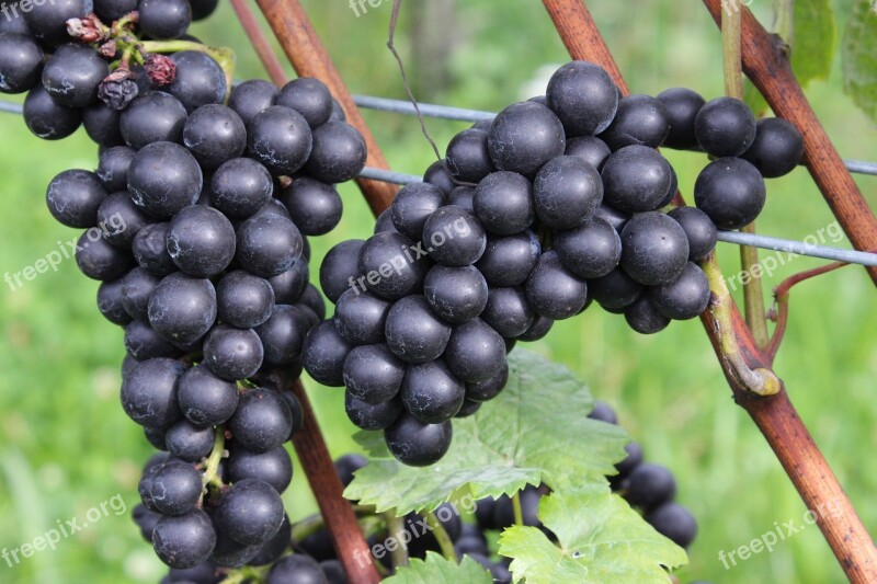 Grapes Vintage Red Grapes Vines Vineyard