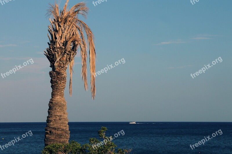 Palm Withers Sea Coast Mediterranean