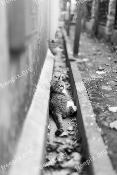 Cat Black And White Outdoor Eye Defoliation