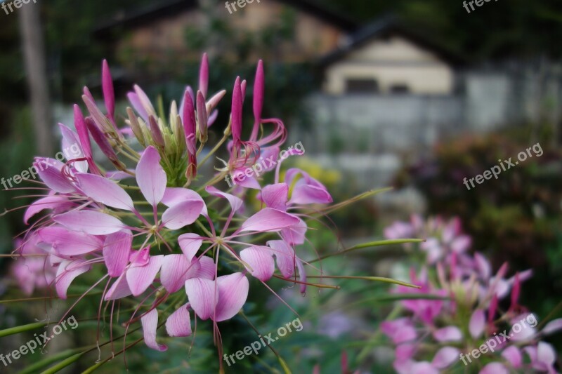 Flowers Rosa Nature Spring Flower