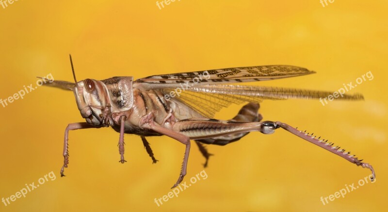 Grasshopper Desert Locust Insect Macro Migratory Locust