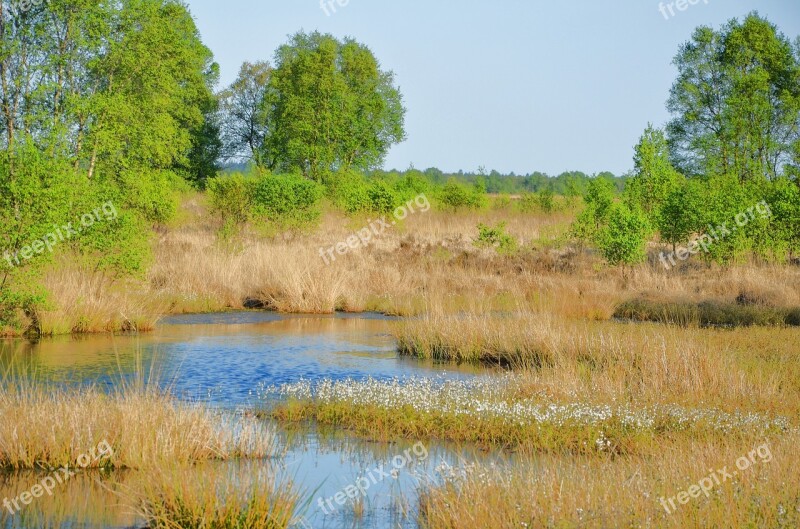 East Frisia Moor Lower Saxony Eternal Sea Reed