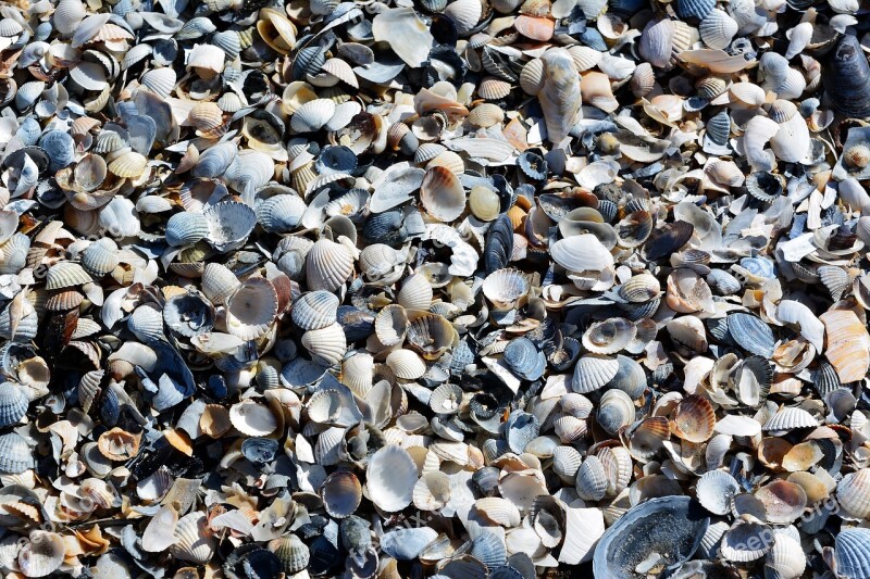 Mussels Baltic Sea Beach Coast Mussel Shells