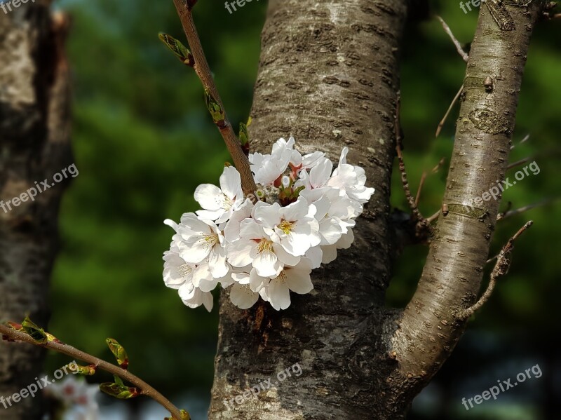 Wood Nature Plants Outdoors Cherry Blossom