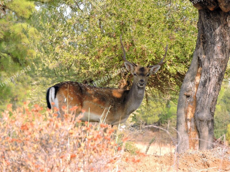 Rhodes Nature Living Nature Outdoors Deer