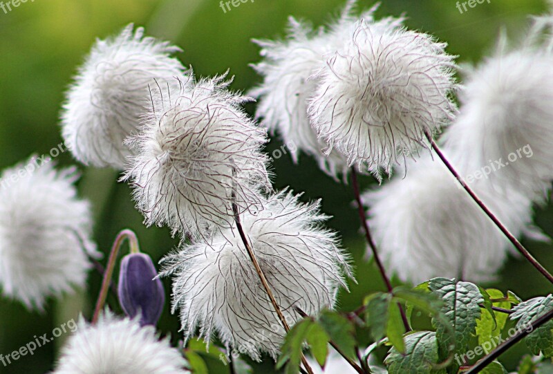 Nature Flower Flora Downy Summer