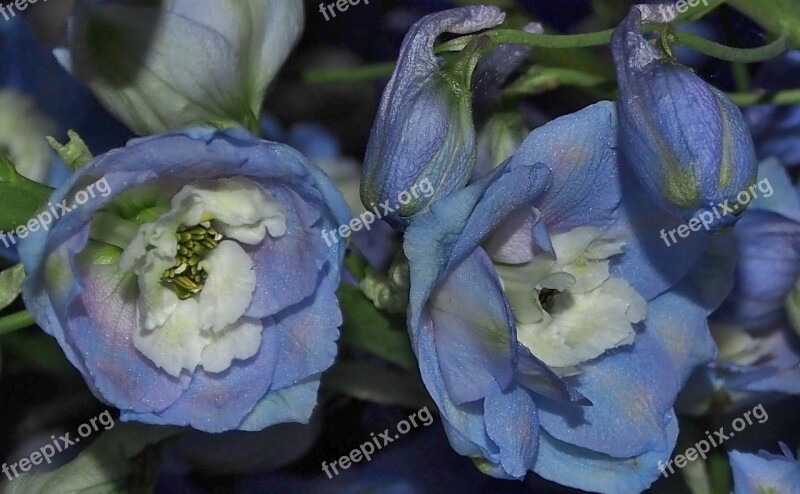 Flower Larkspur Blue Flower Bud Free Photos