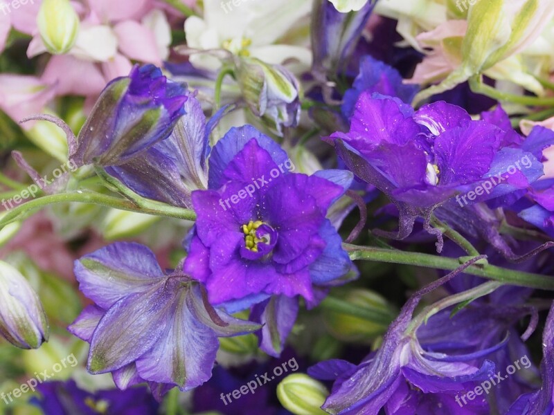 Flower Plant Larkspur Blue Flower Bud