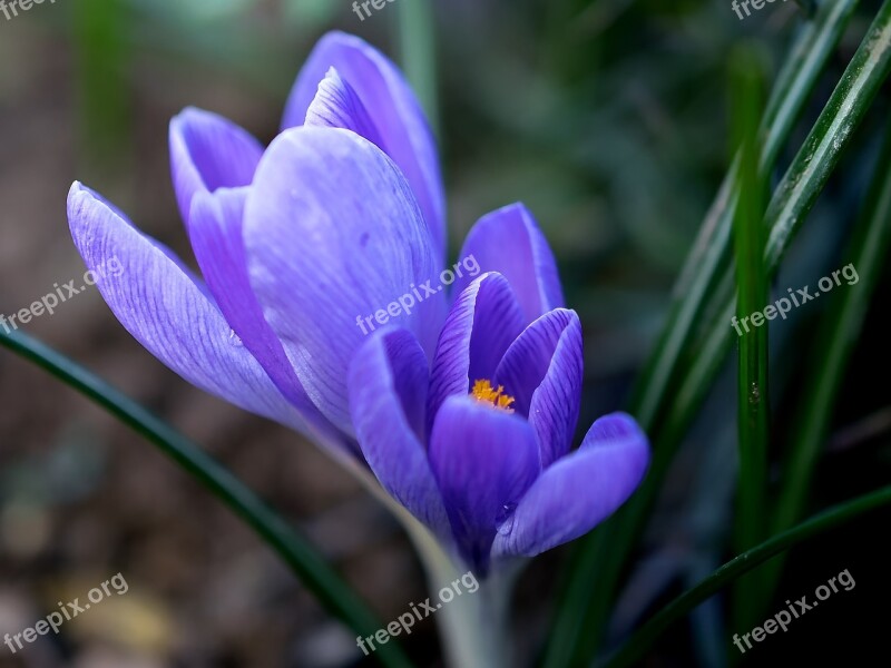 Crocus Flower Blossom Bloom Nature