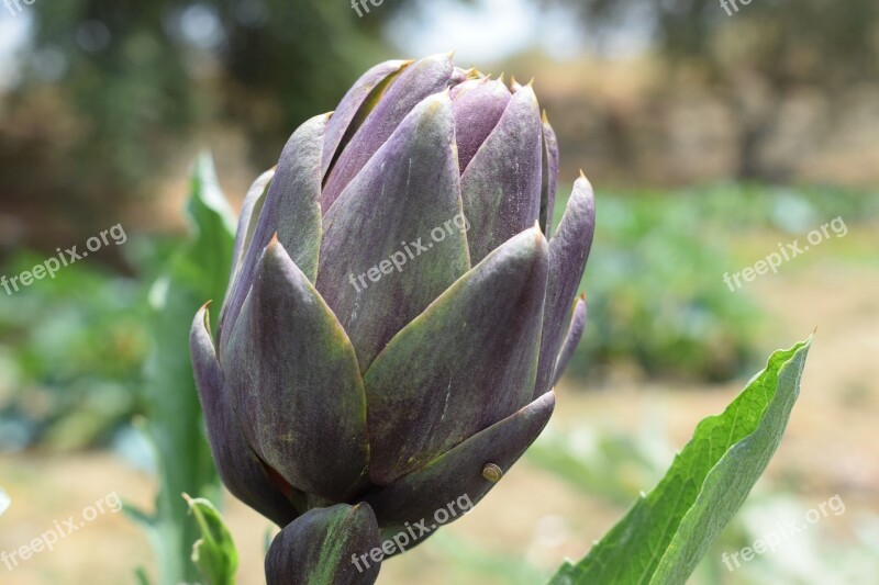 Flower Plant Nature Leaf Summer