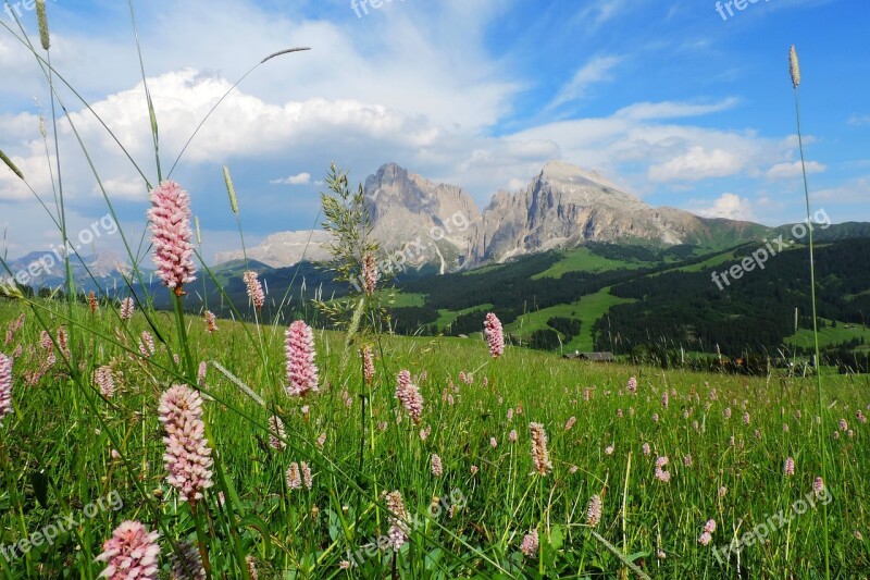 Seiser Alm Plattkofel Sassolungo Group Nature Grass