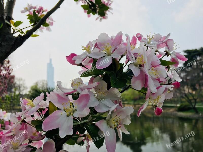 Flower Plant Garden Nature Tree