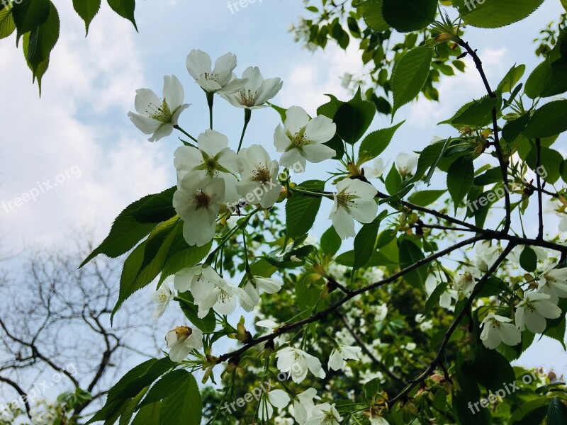 Tree Plant Branch Nature Leaf