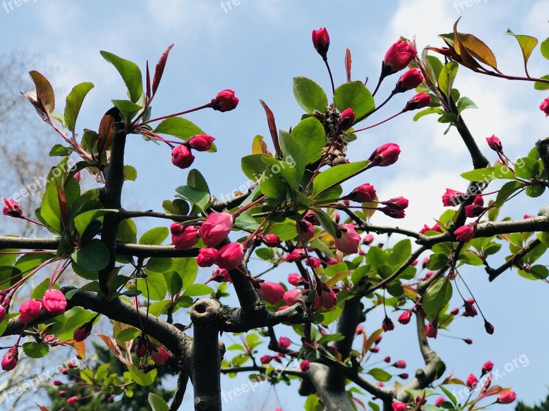 Branch Tree Nature Flower Plant