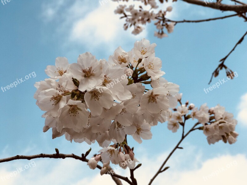 Branch Flower Cherry Wood Tree Season