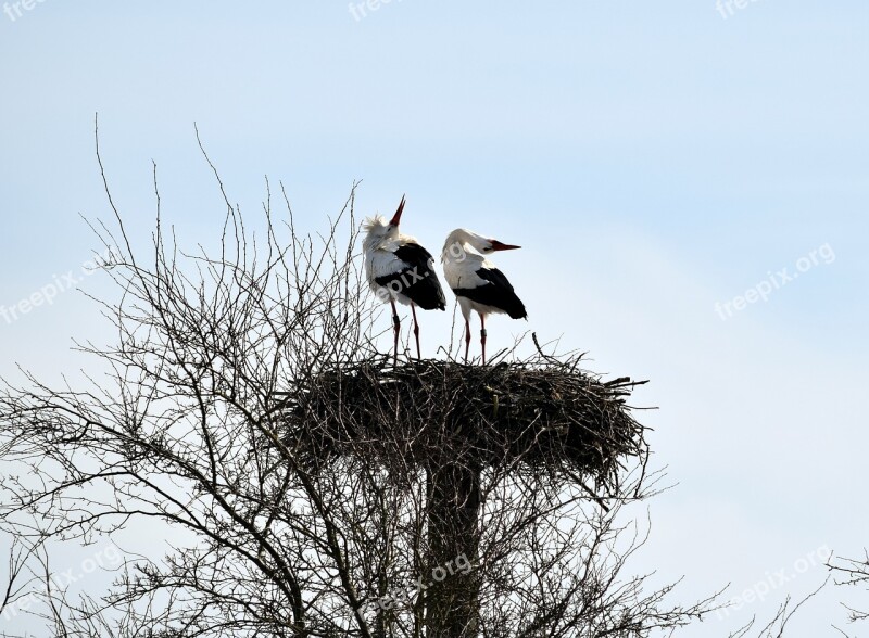 Storks Rattle Rattle Stork Bird Animal World