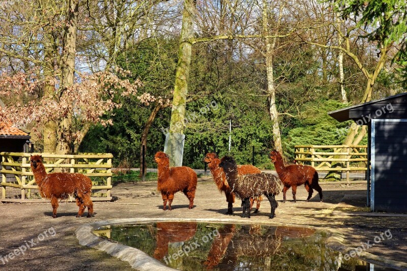 Alpaca Animal Mammal Vicugna Pacos South America