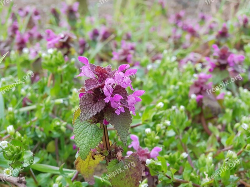 Dead Nettle Purple Flower Plant Nature Flowers